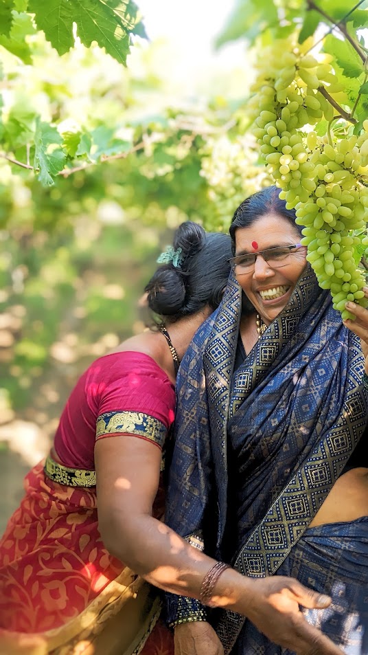 Women leaders harvesting fresh grapes in Solapur Vineyard